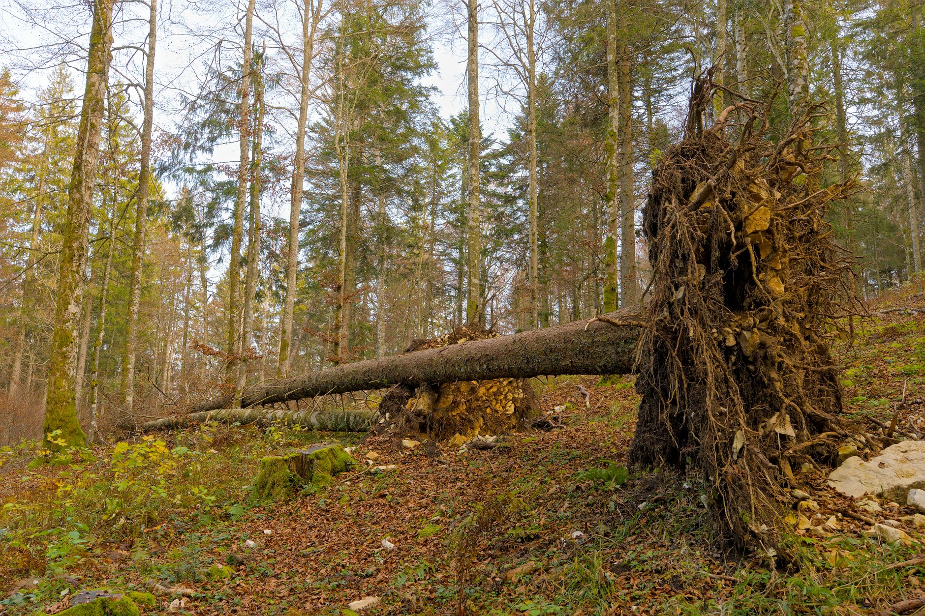 Enlèvement arbre urgence à Saintes